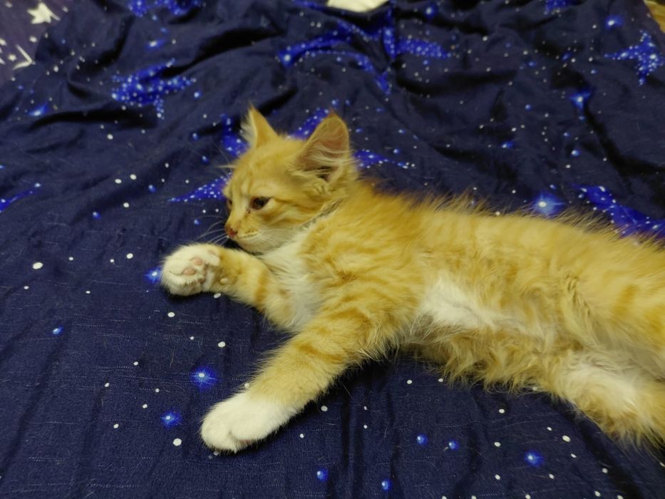 Котенок мальчик возраст 2 мес