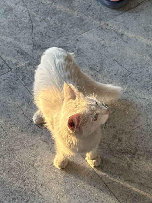 Кошка белая. Котенок