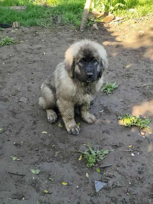 Кавказки овчарки