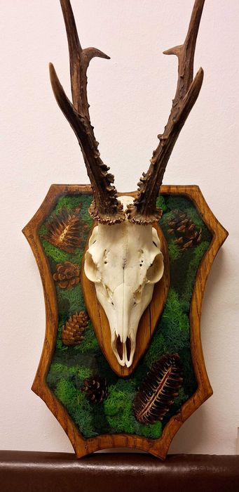 PANOPLIE VANATOARE TROFEU capra neagra, caprior, mistret, coarne cerb