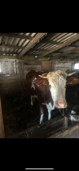 Vand 3 juninci cu vitel !