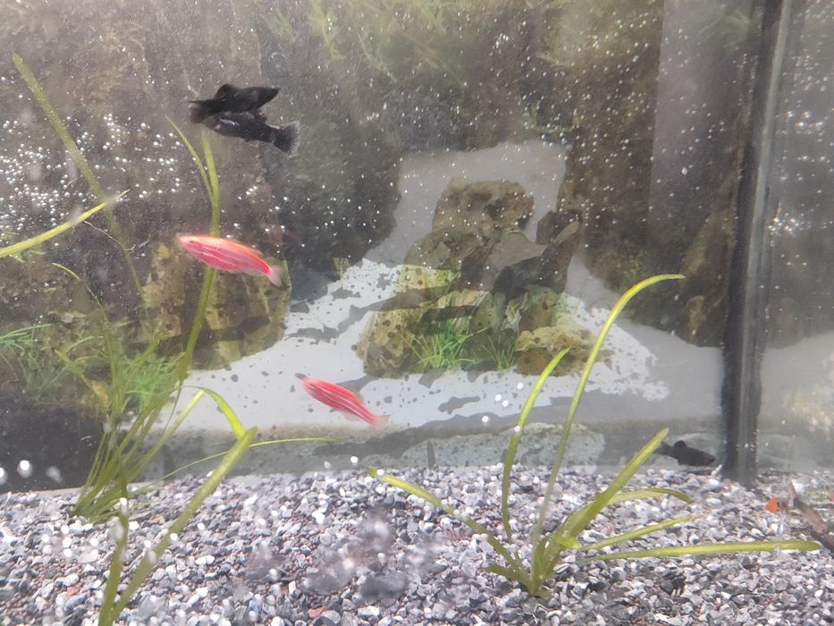 Аквариум 100 литров