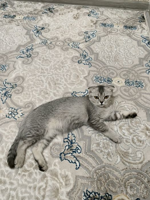 Кошка породы Scottish Fold в окраске серебристый табби.