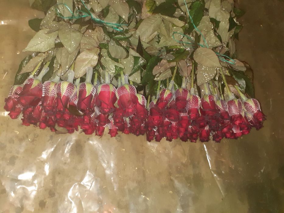 Роза гүлдер оптом бағада