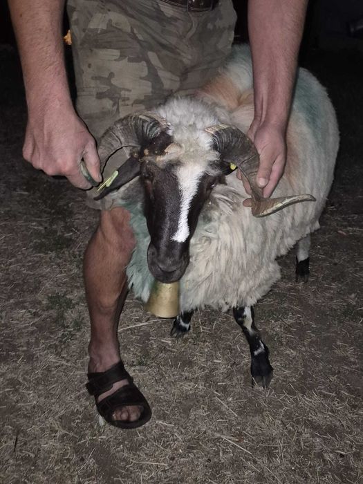 Vând 2 berbeci si o oaie