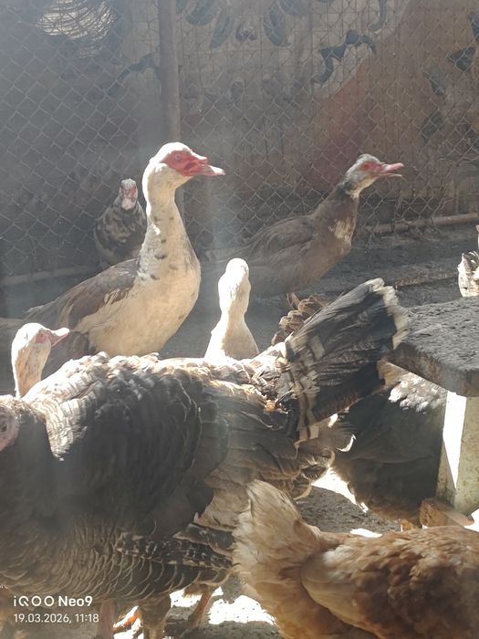 Продам индоуток молодых и взрослых