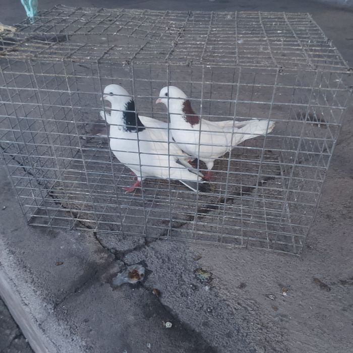 Краснашейки сизашейки 3 самец