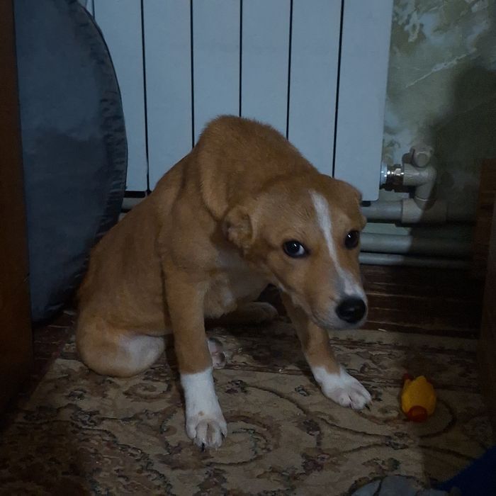 Отдам щенка в добрые руки,девочка