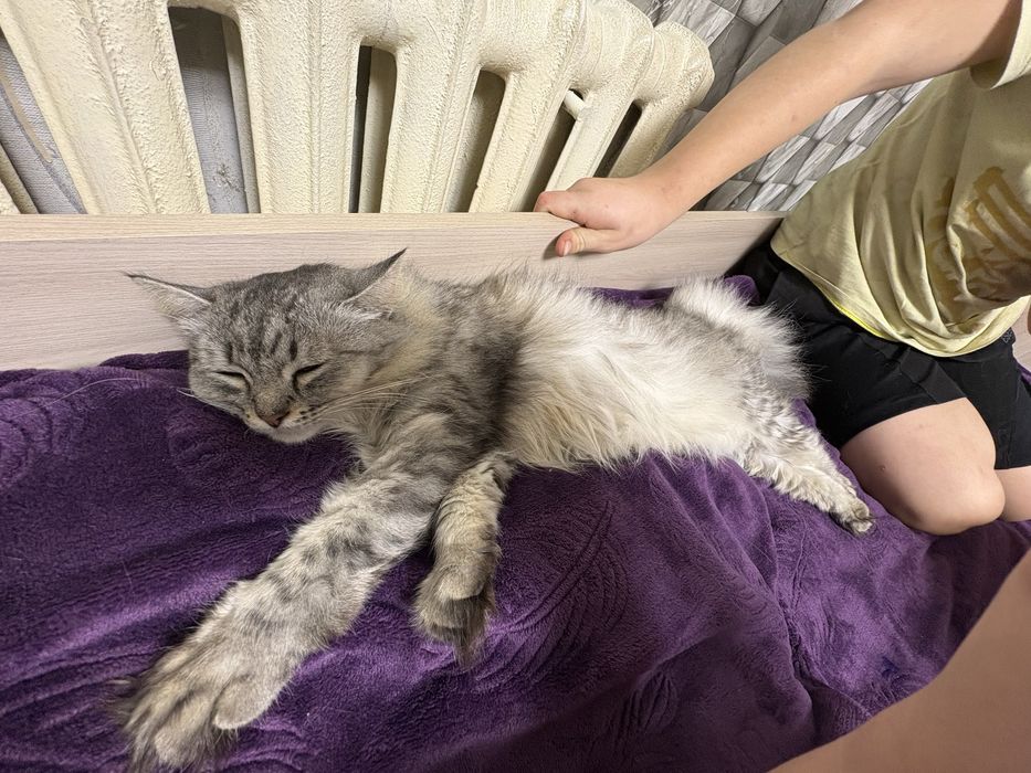 Отдам кошку, в хорошие, добрые руки.