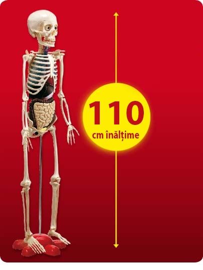 Colectie corpul omenesc