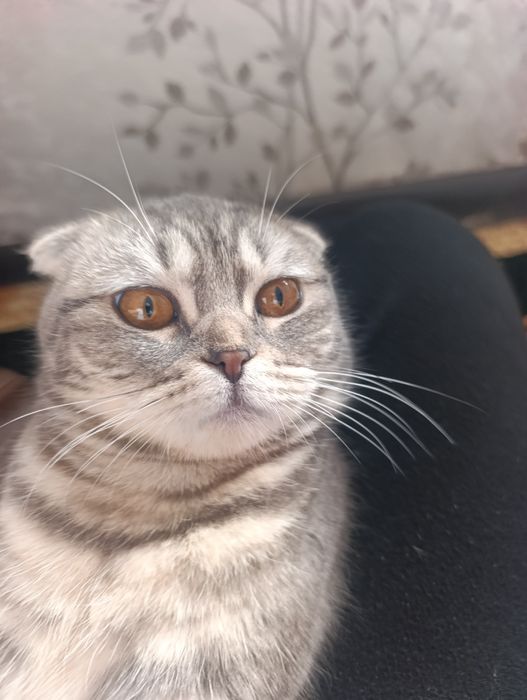 Домашний питомец