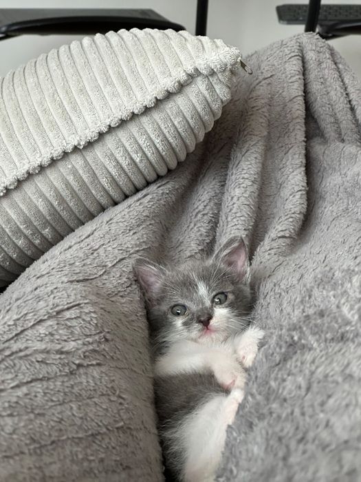 Малко сиво котенце