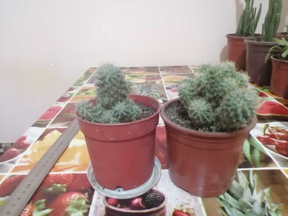 Комнатные цветы. Хона гуллари