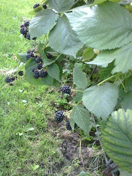 Саженцы ежемалины