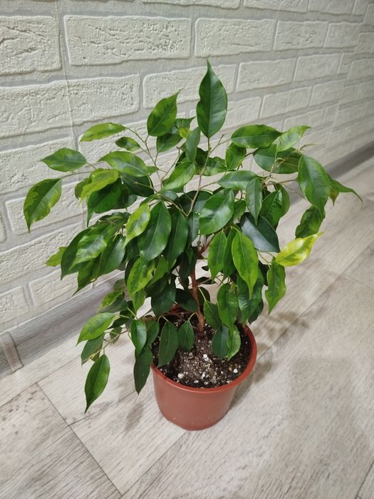 Продам Фикус бенжамин