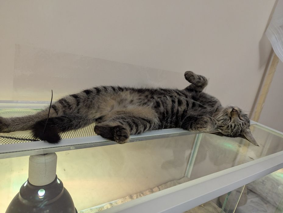 Котятки! В добрые руки