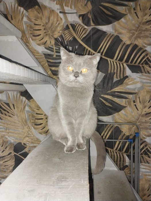 Продам британскую кошку!
