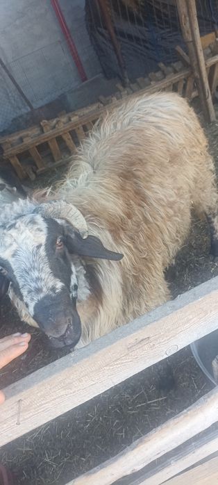 Oi și berbec cărăbaș