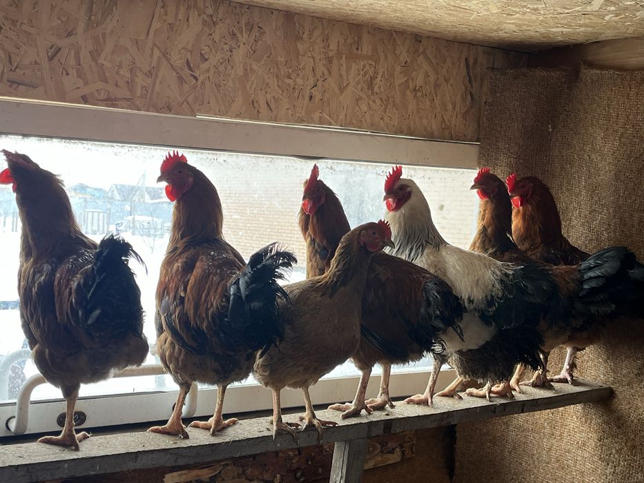 Продам домашних петухов
