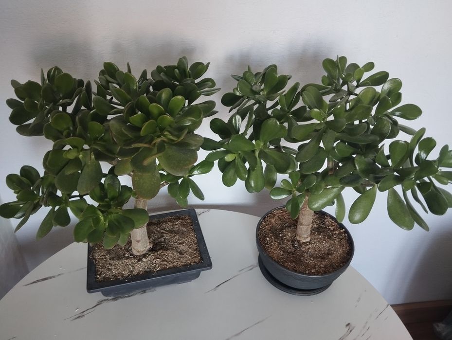 Крассула, толстяка, монетное дерево.