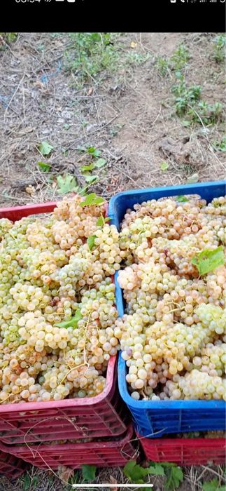 De azi suntem zilnic in zona cu strugruri de vin calitate cantitate