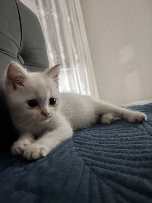 Котенок трехмесячный