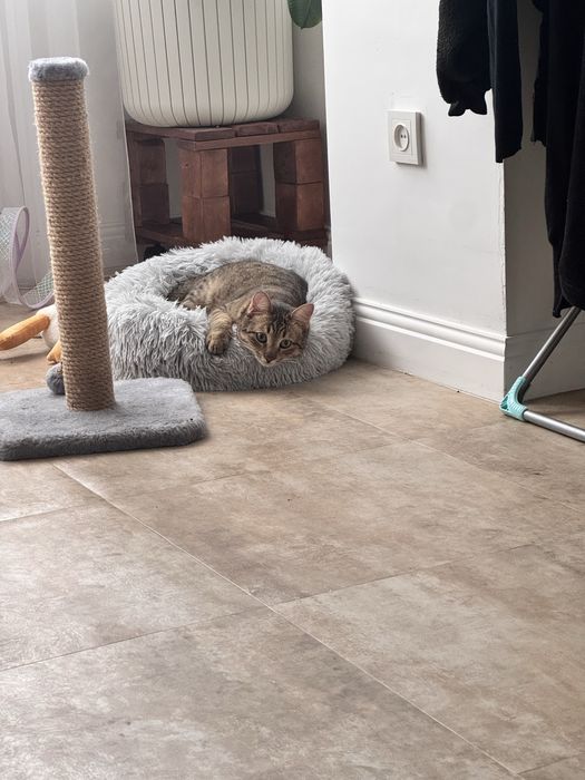 Отдам котенка в очень добрые руки