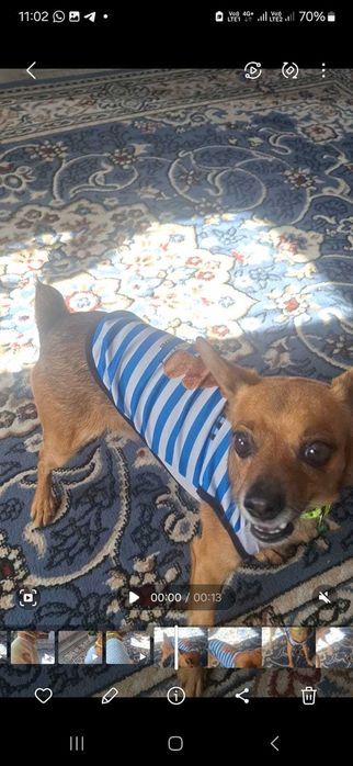 Мальчик той ищет невесту