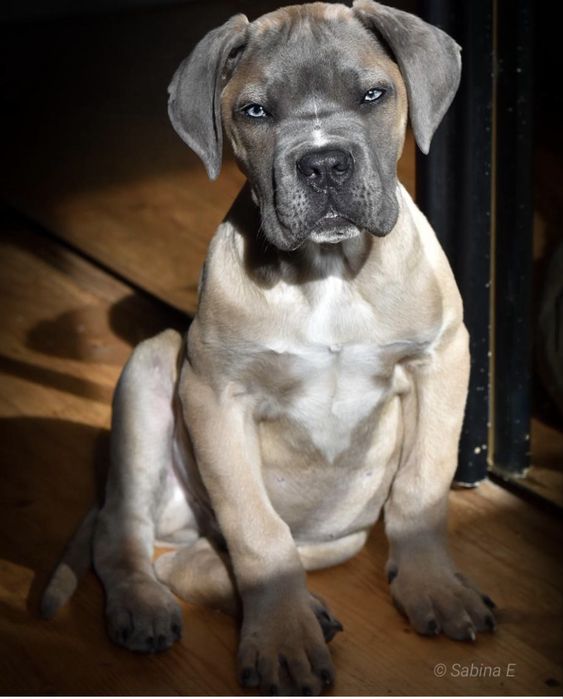 Кане корсо кученца