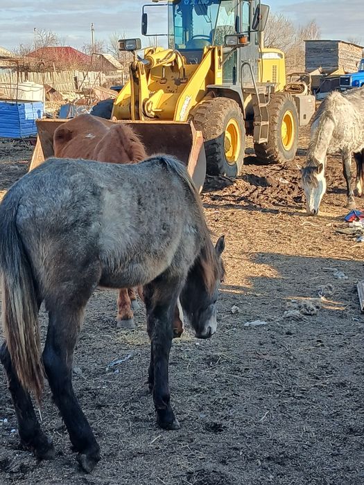 Кабылка два года