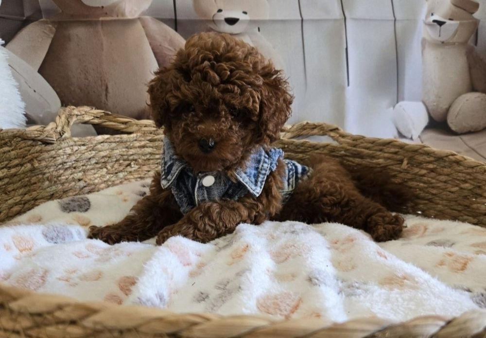Пудел той Poodle toy генетични тестове на родитерите /родословие Момче