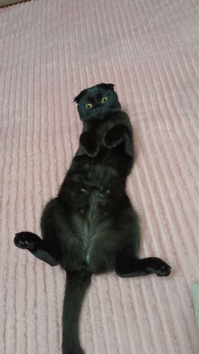 Кошка Шотландская вислоухая