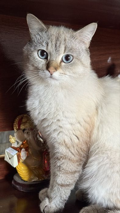 Шикарный тайский котик