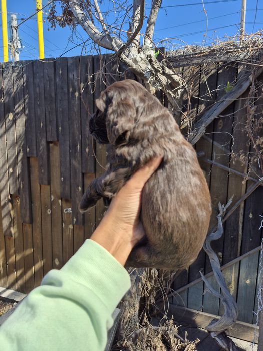 Щенки спаниели мальчик и девочка