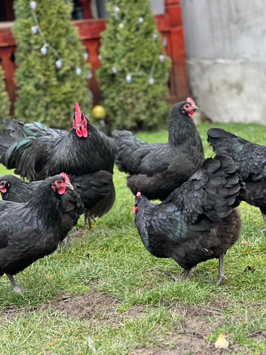 Oua pentru incubat din  rasa Australorp