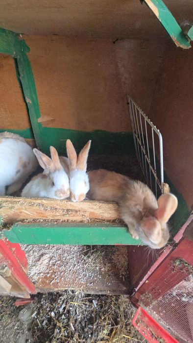 Iepuri fluture si berbec german