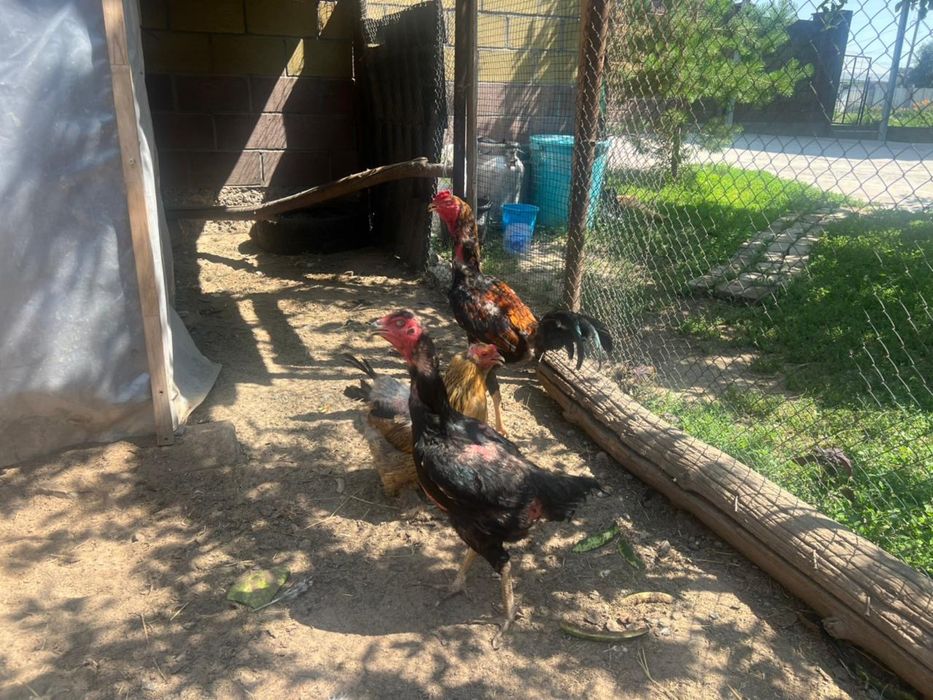 Бойцовый петух кораз