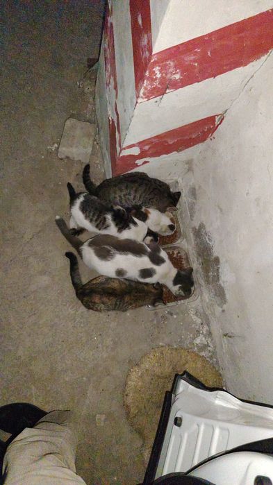 Отдам кошку с котятами