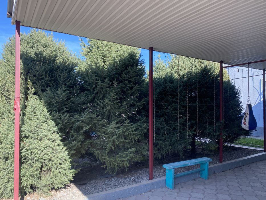 Елий зеленные