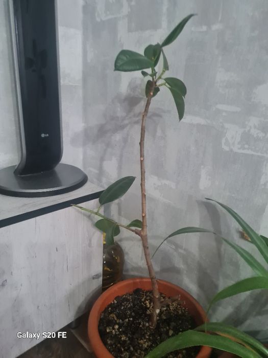 Продаю цветы.. комнатные