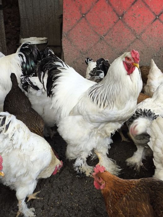 Петухи светлой брамы