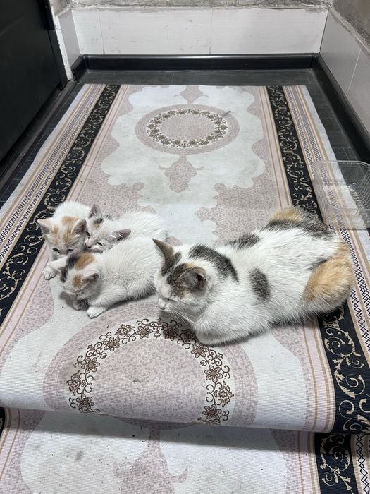 кошка с котятами