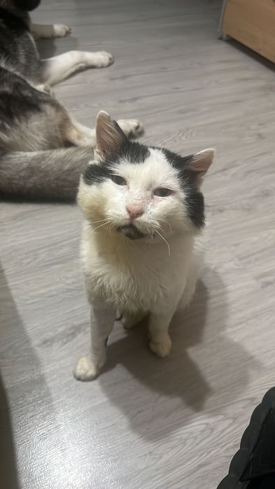 Donez motănel iubitor