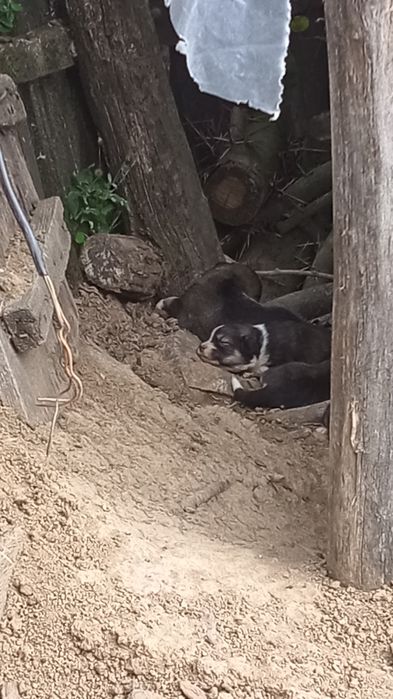 Căței frumoși pentru adopție