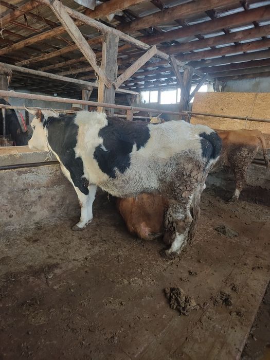 Сиыр сатылады...