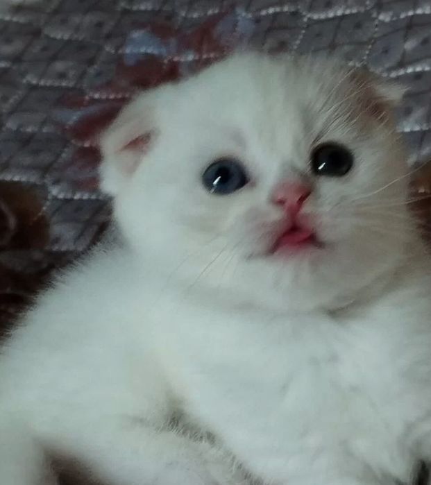 Шотландские котята