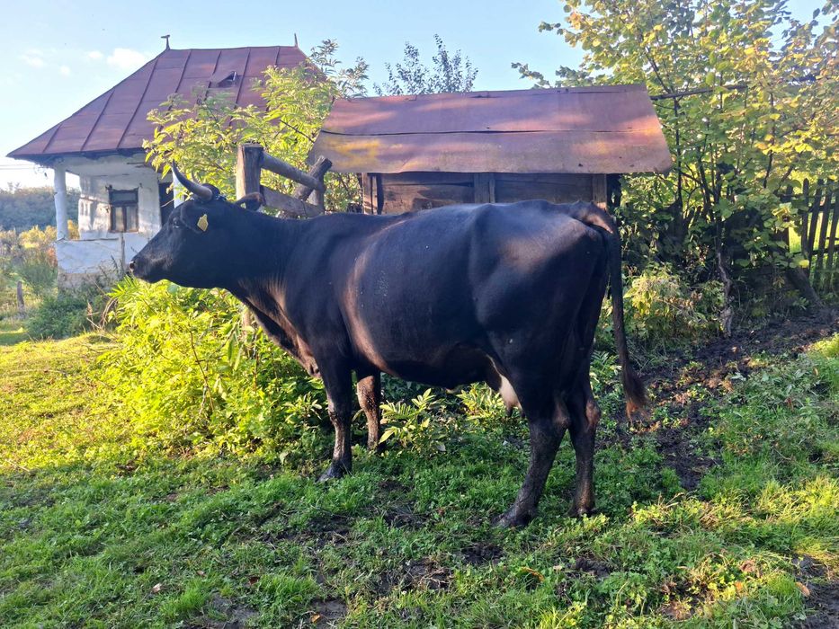 Vacă de vânzare
