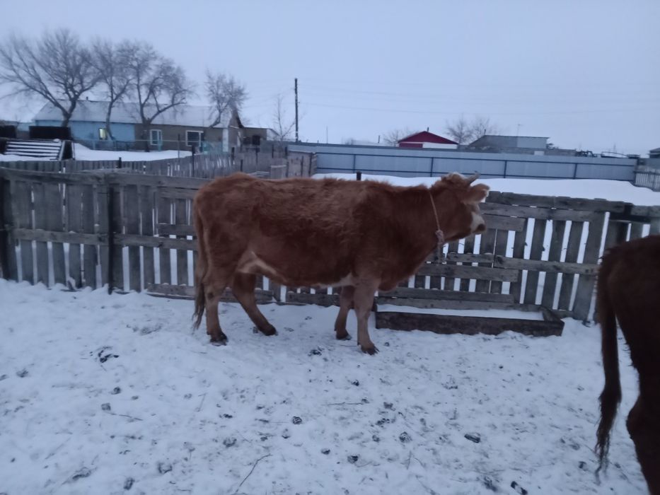 Молочные коровы продается