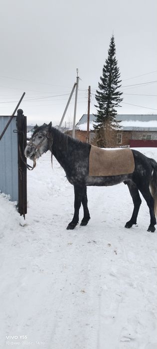 Продам Жеребца иноходец