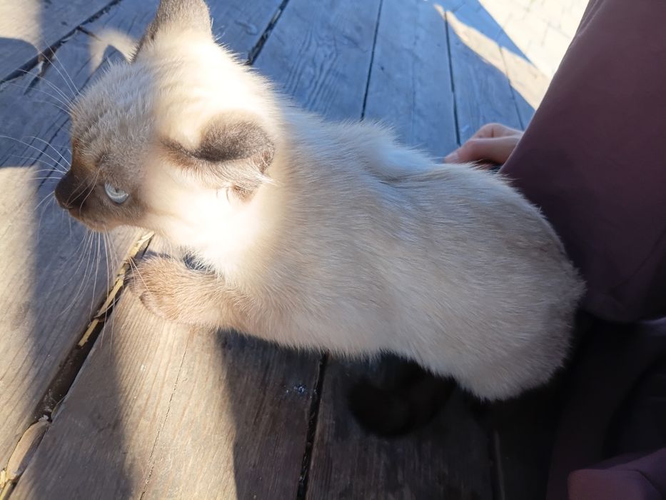 Котенок сиамский